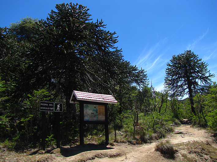 Parque Nacional Nahuelbuta - Piedra del Águila - Andeshandbook